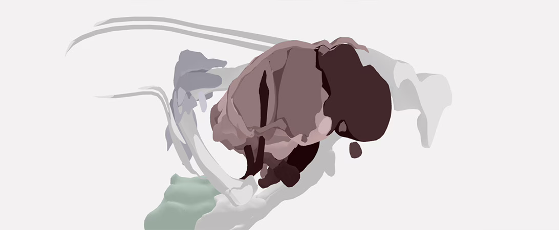 The image showcases a minimalist and abstract graphic style. It features simplified, flat shapes with a limited color palette, primarily using shades of brown, beige, and gray. The design is characterized by smooth, flowing lines and a lack of intricate details, giving it a clean and modern aesthetic. The overall composition is somewhat abstract, with forms that suggest natural or organic shapes without being overly representational.
